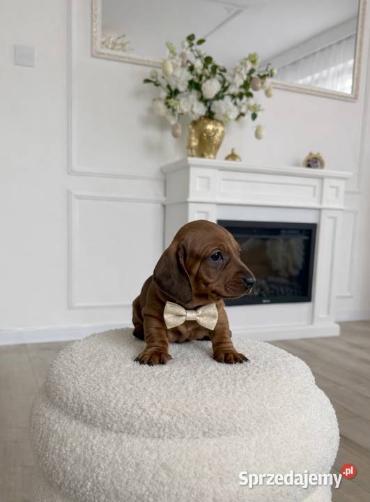 Piękne Jamniczki miniaturki rude