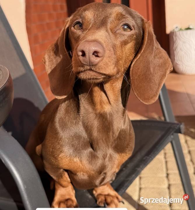 Piękne Jamniczki miniaturki rude Kraków sprzedam