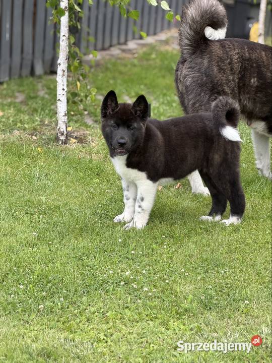 Akita amerykańska Gorzów Wielkopolski