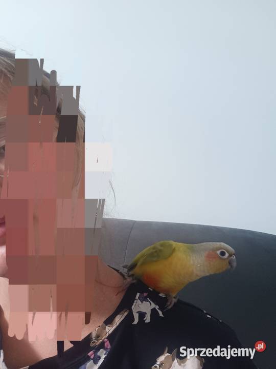 Sprzedam oswojoną rudosterkę z klatką Tomaszów Mazowiecki