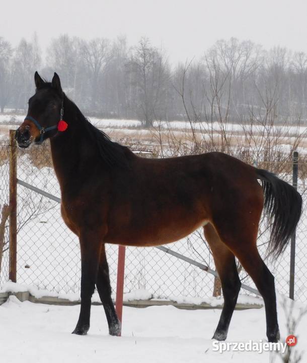 Dajana klacz małopolska Konie Żyrardów