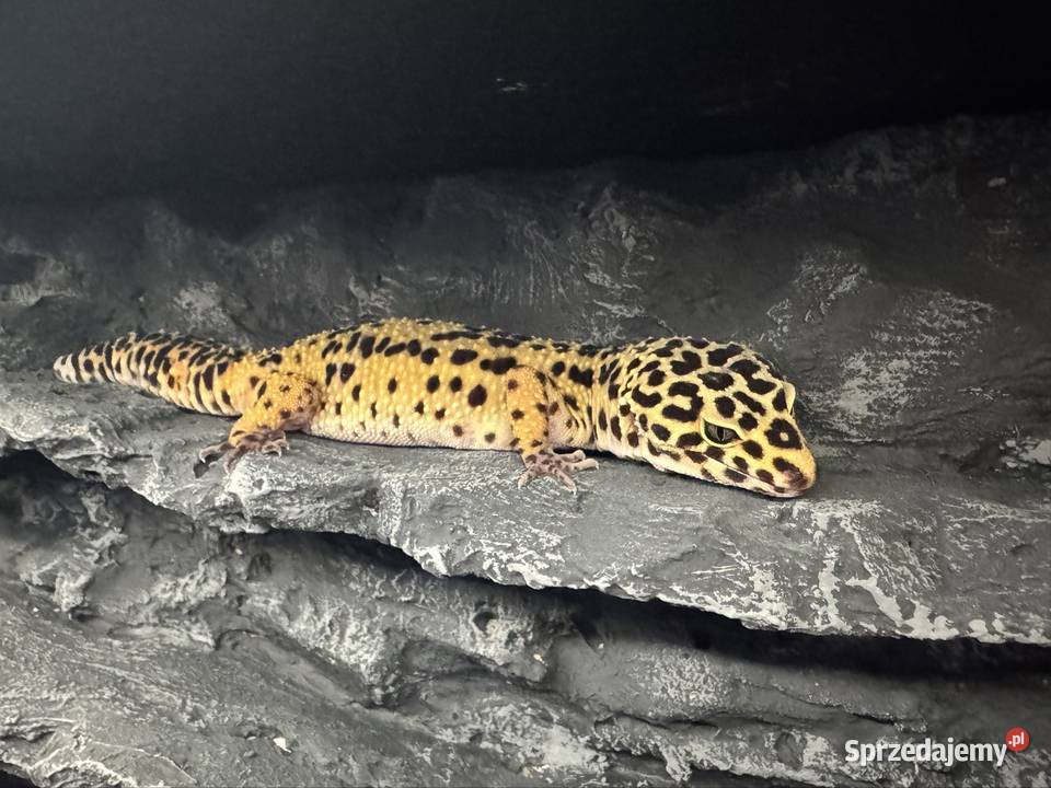 Dorosła samica gekona lamparciego