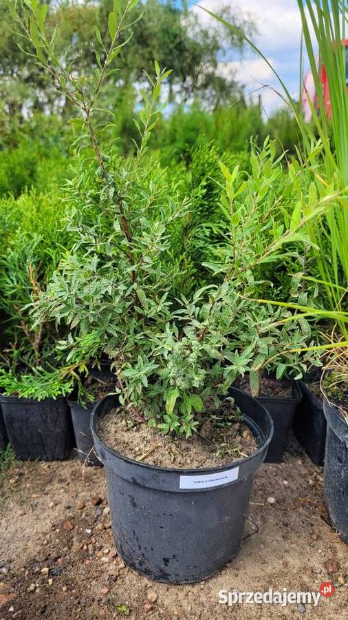 Tawuła szara GREFSHEIM Rośliny Pogorzela sprzedam