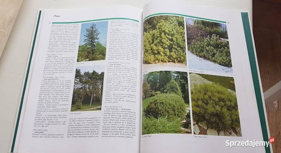 Leksykon iglaków Zdenek Osvald dom i ogród