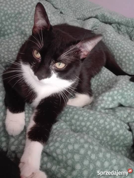 Kot łódzkie Zduńska Wola sprzedam
