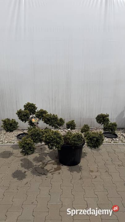Cis Taxus Summergold Bonsai 100125 Kobyla Góra sprzedam