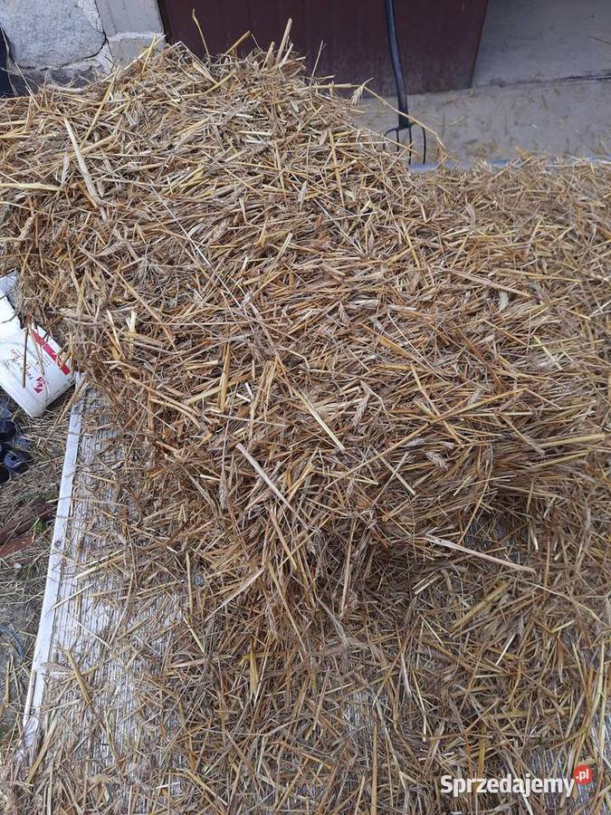 Słoma w kostkach idealna pod truskawki mazowieckie Przytyk