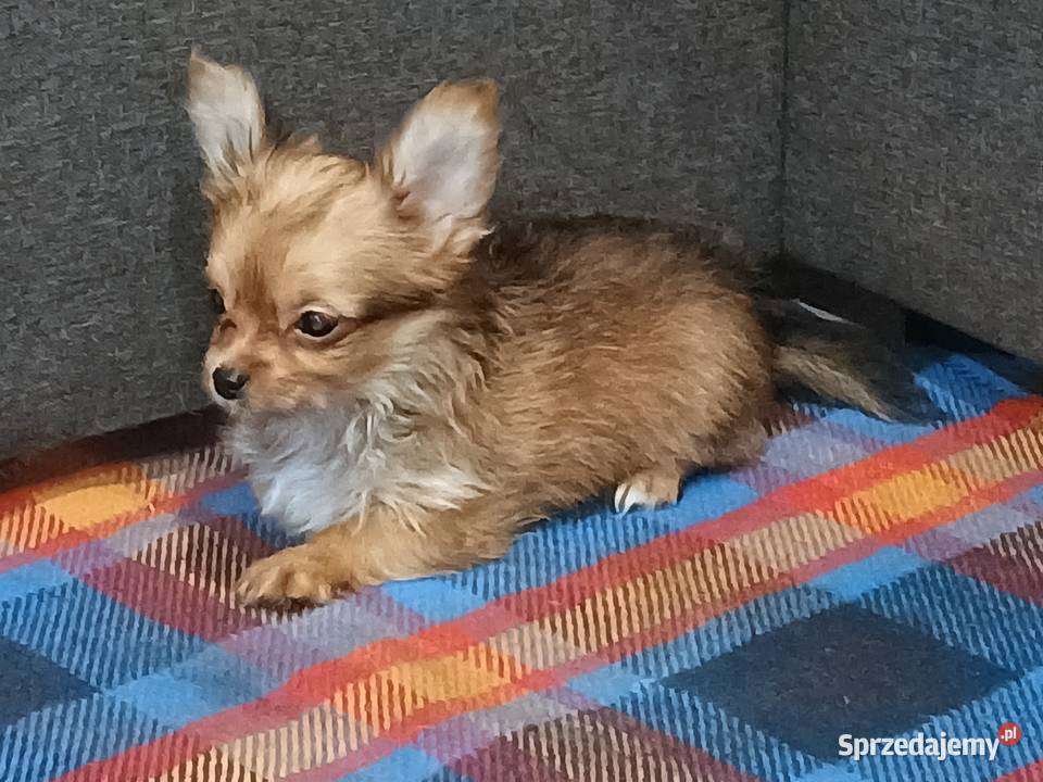 Chihuahua pieski sprzedam