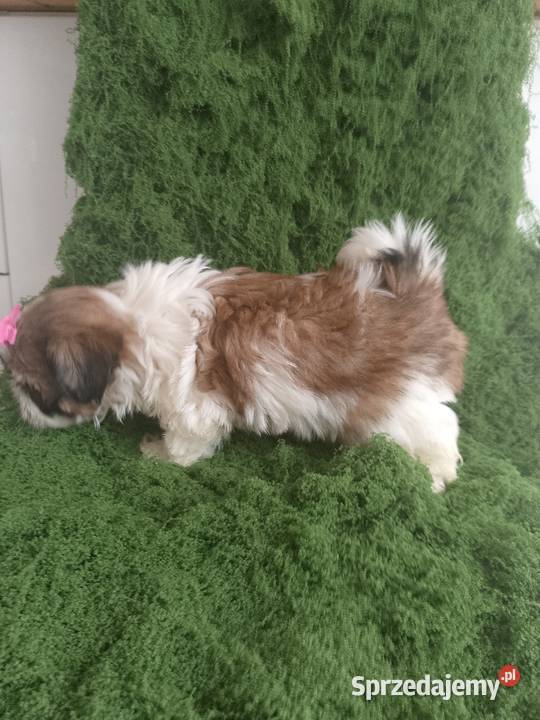 Gotowa do odbioru śliczna suczka rasy ShihTzu Kępno