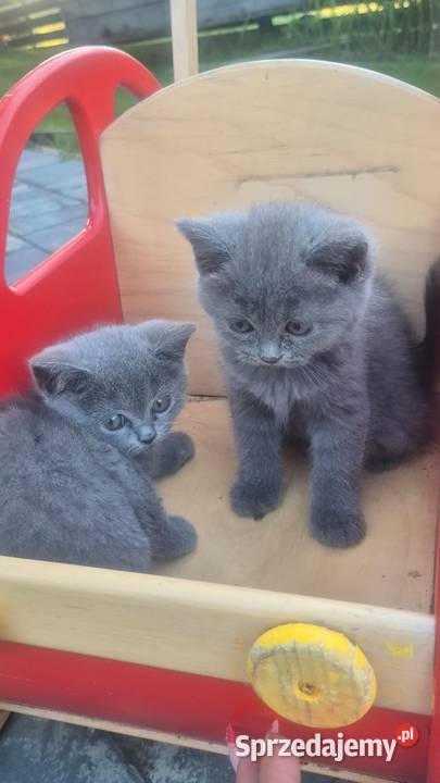 Cudowne Kotki Brytyjskie Barkowice