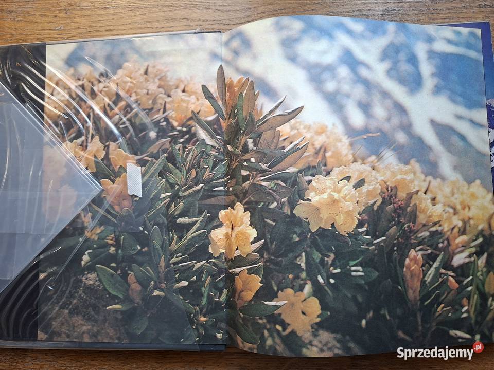 The Heights ahead VGippenreiter j angielski i Kraków