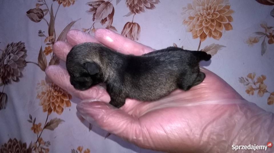 sznaucer miniaturowy kujawsko-pomorskie Lubień Kujawski