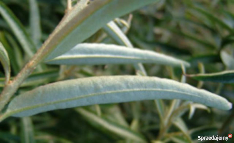 ROKITNIK sadzonki w doniczkach 50 PROMOCJA Ustronie