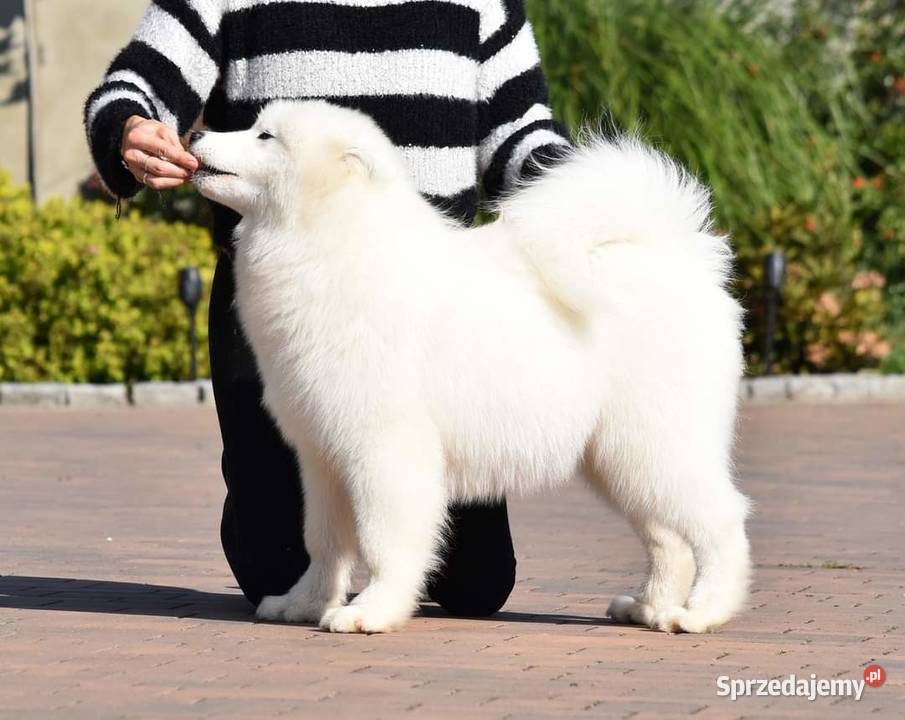 Samoyed szczeniak samiec do odbioru Sesto Senso Zduńska Wola sprzedam