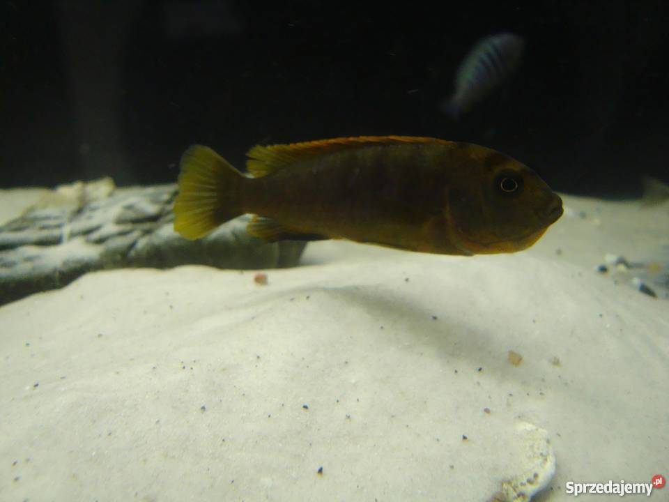 Pyszczaki Labidochromis Hongi Sweden małopolskie Kraków