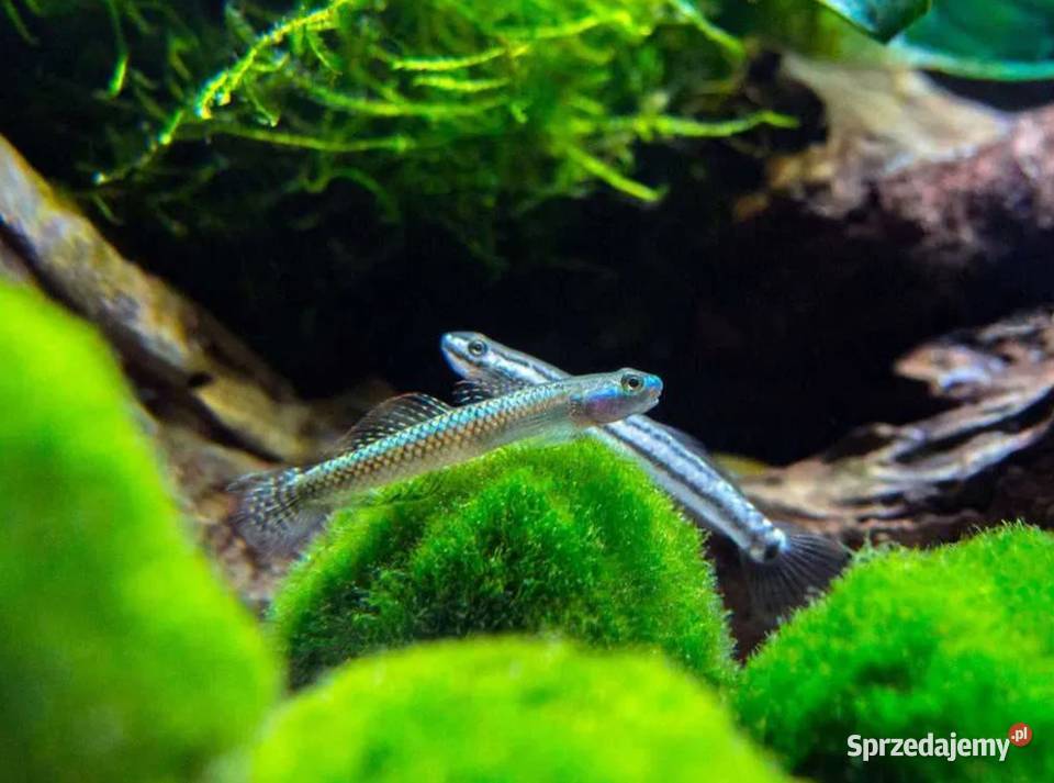 Babka sumatrzańska Stiphodon atropurpureus Gdańsk