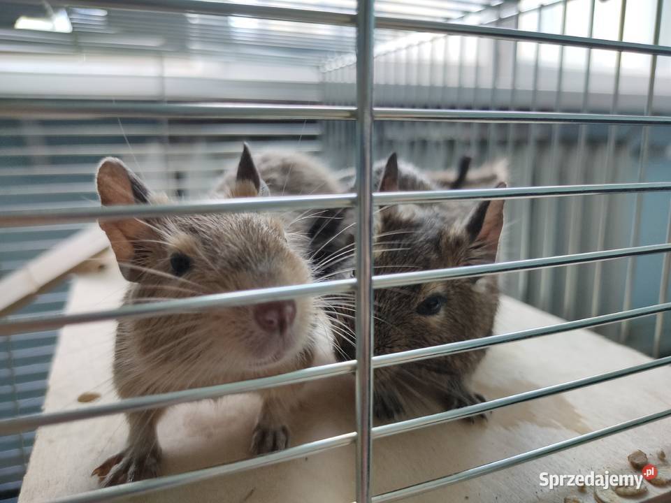 Koszatniczki Samiczki Duża Klatka Kanie