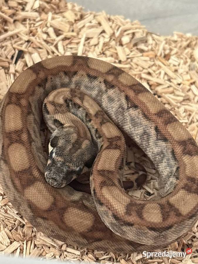 Pytony boa