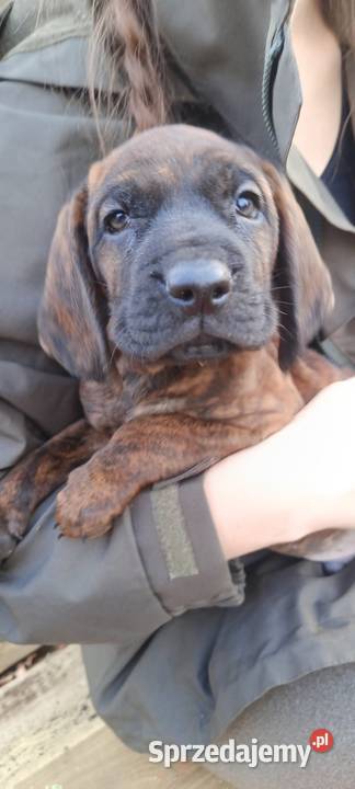 Szczeniaki Posokowca Hanowerskiego z rodowodami Jelenia Góra