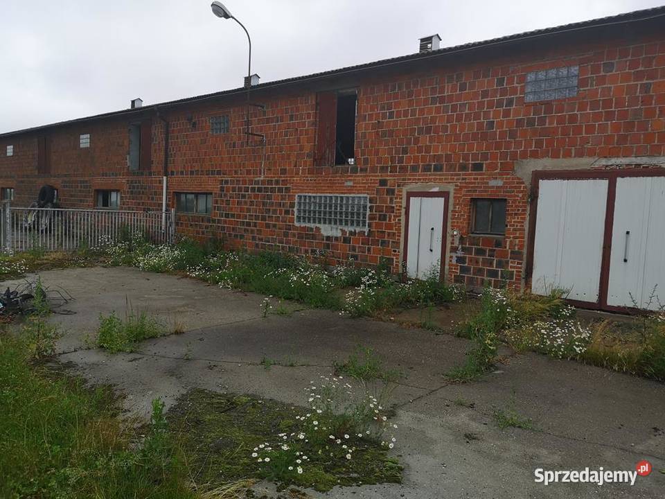 Magazyn Chlewnia 800 m Do Wynajęcia Okazja Hale i magazyny Swarzędz