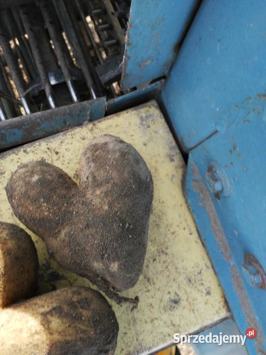 Ziemniaki Gala Jurek wielkopolskie Żołędnica