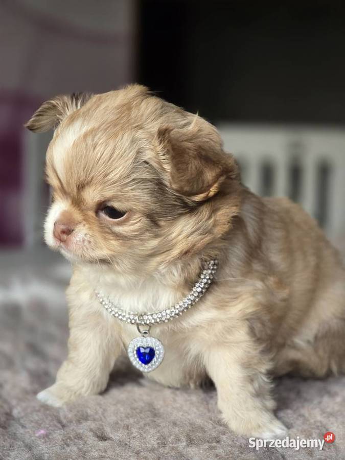 Chihuahua Biszkoptowy piesek Xxs Bielsko-Biała sprzedam