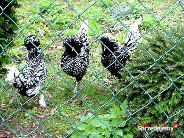 drób ozdobny Dąbrowa Górnicza sprzedam