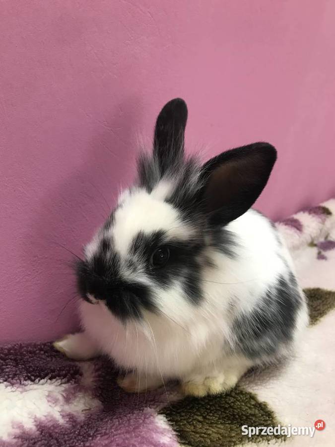 Króliki miniaturki Zwierzęta Siemiatycze