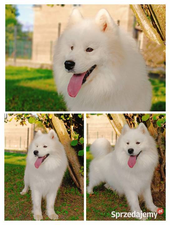 Samoyed piesek Pozostałe Olszówka sprzedam