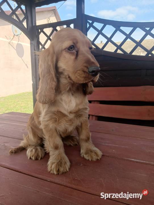 Sprzedam Cocker spaniel angielski kujawsko-pomorskie Bytoń sprzedam