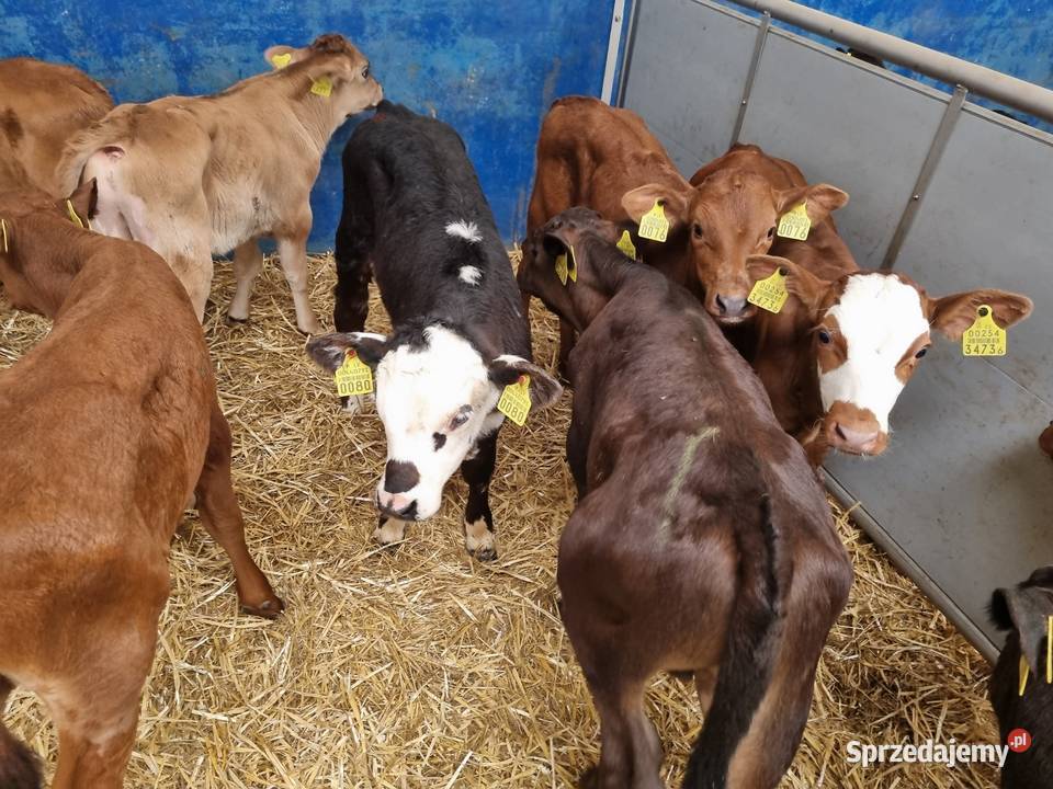 Byczki Jalowki na paszę kujawsko-pomorskie sprzedam