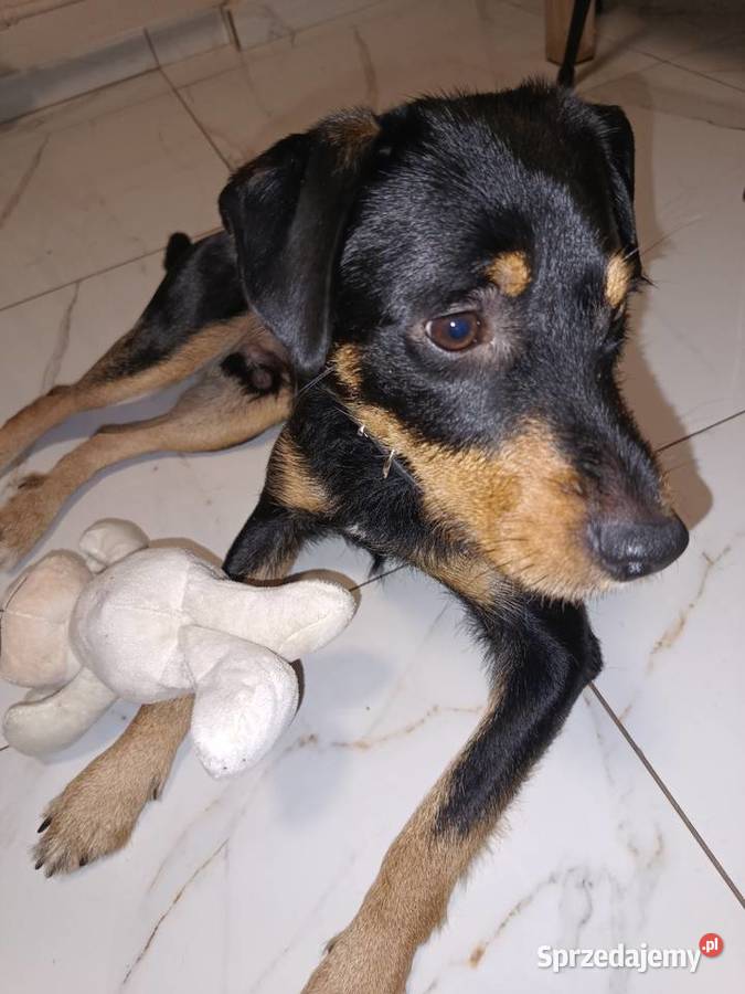 Oddam pieska w ręce Pozostałe Chodzież