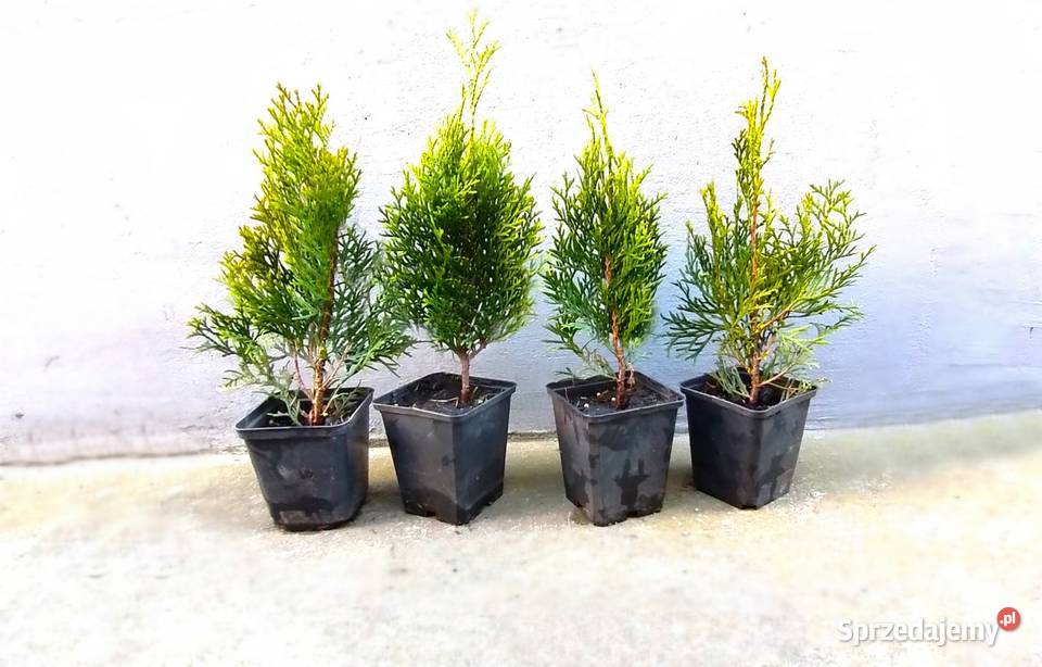 Tuja szmaragd 27