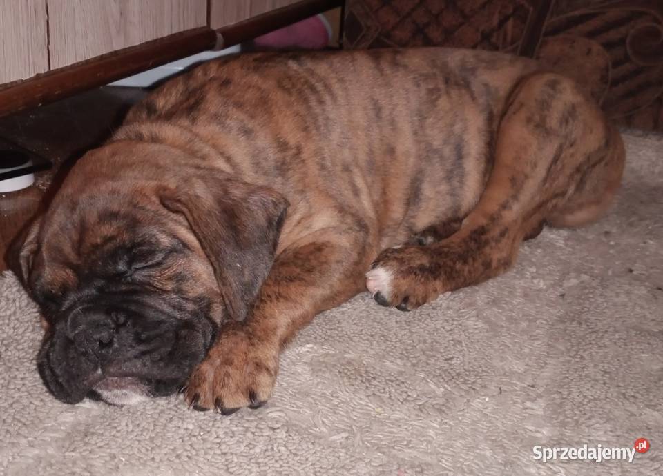 Bokserki Bokser łódzkie Łódź