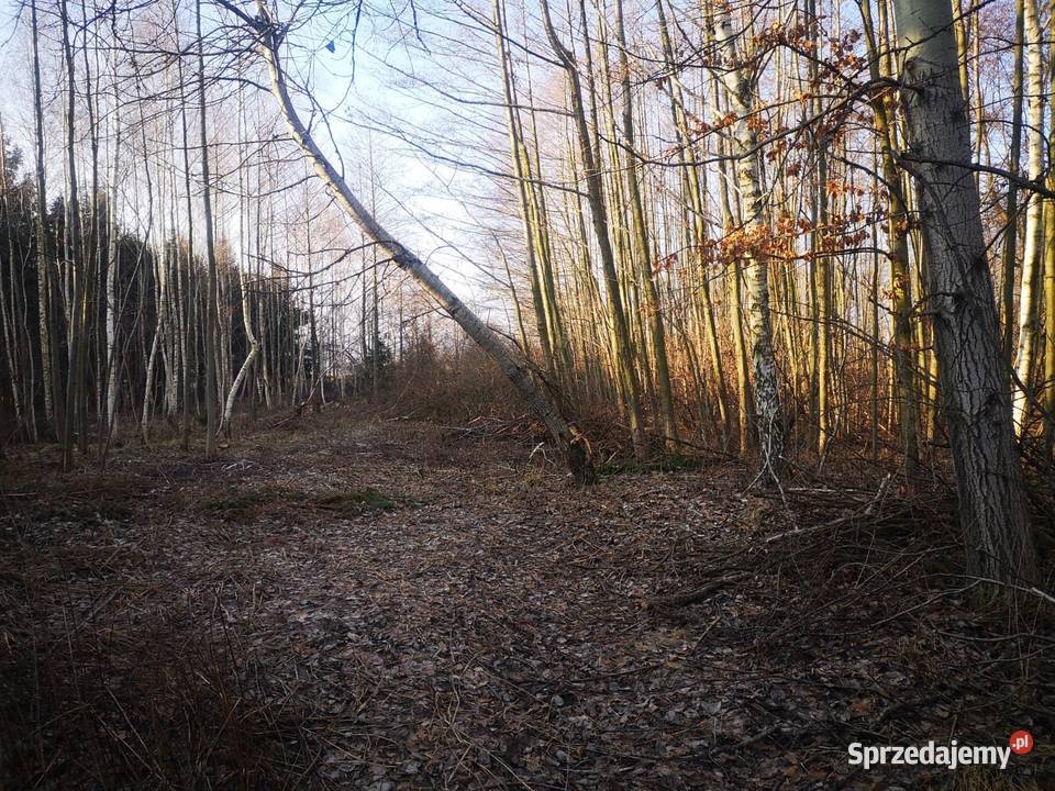 Rekreacja wzgórza las strumyk w pięknej okolicy 3500m2 Jegłowa sprzedam