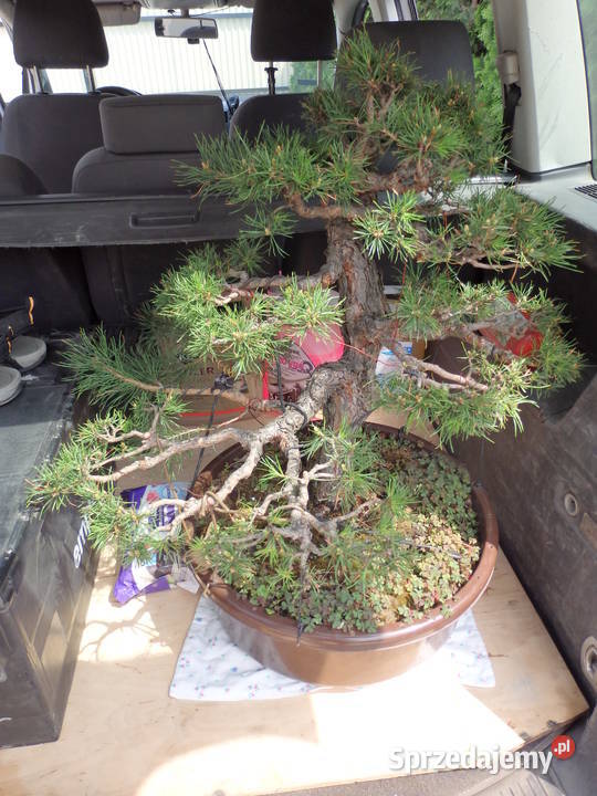 Bonsai Sosna 60 ponad 30 letnia Skierniewice