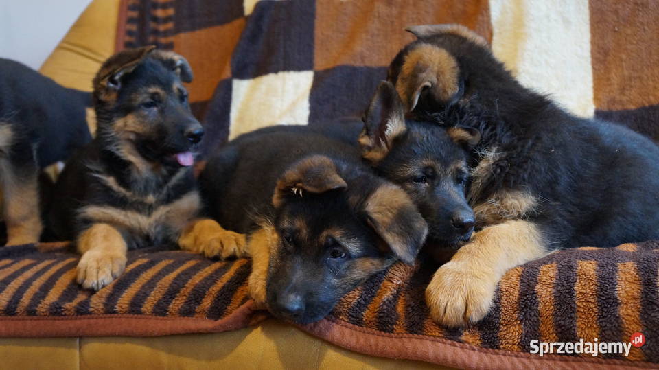 OWCZAREK NIEMIECKI SZCZENIĘTA kujawsko-pomorskie Bydgoszcz