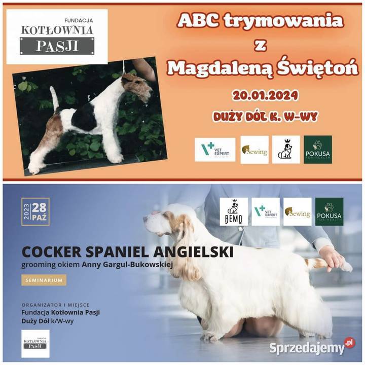 Seminarium groomerów NOWOFUNDLAND Pozostałe Duży Dół