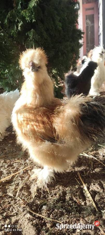 Jajka lęgowe stadzie ze zdjęć mazowieckie