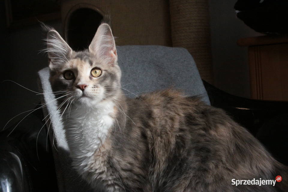 Super Kocięta Maine coon sprzedam mazowieckie Komornica