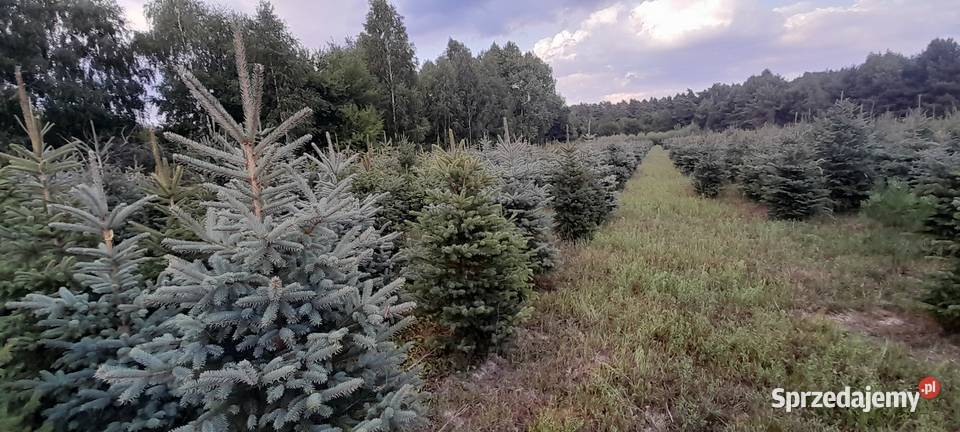 Sprzedaż plantacji choinki żywe świerk jodła Kielce