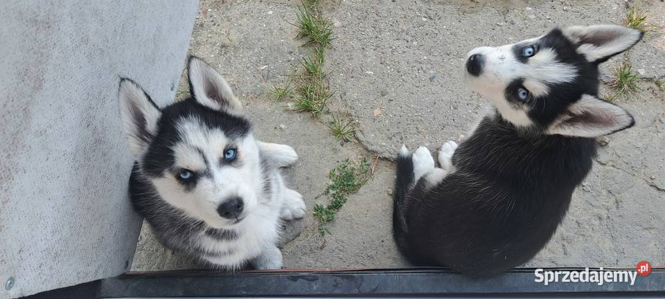 Husky szczenięta z rodowodem sprzedam Smardzewice sprzedam