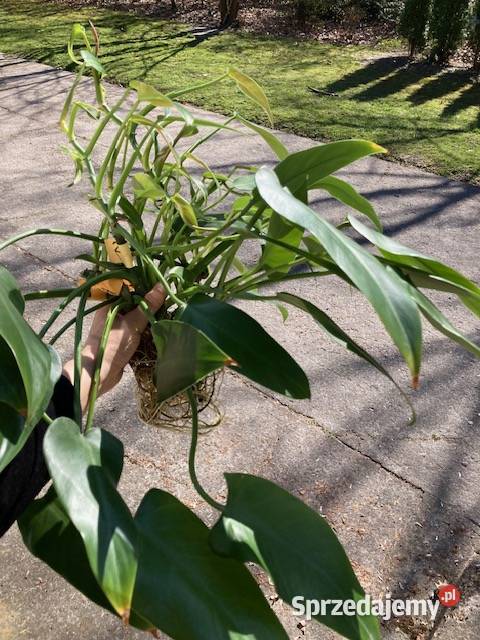 Philodendron filodendron Emerald Queen duży Zielone Kraków sprzedam
