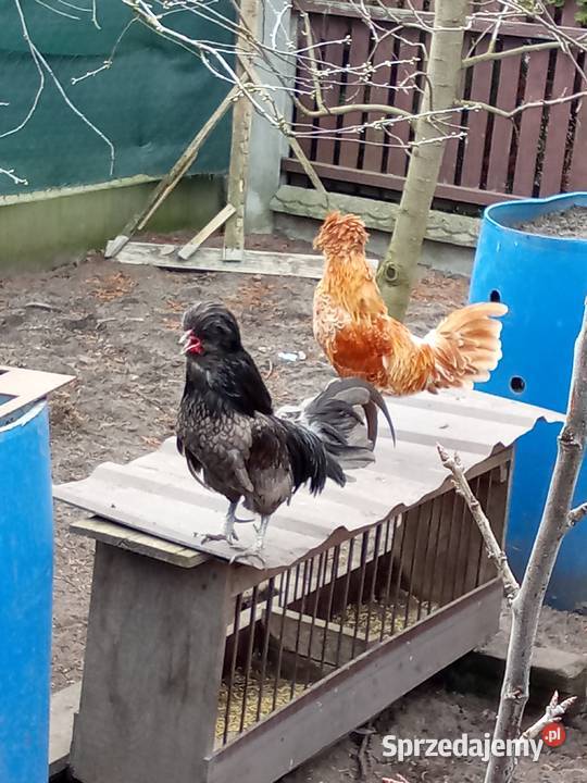 Kogut czubatka niebieska Drób i ptactwo Osiek Wielki