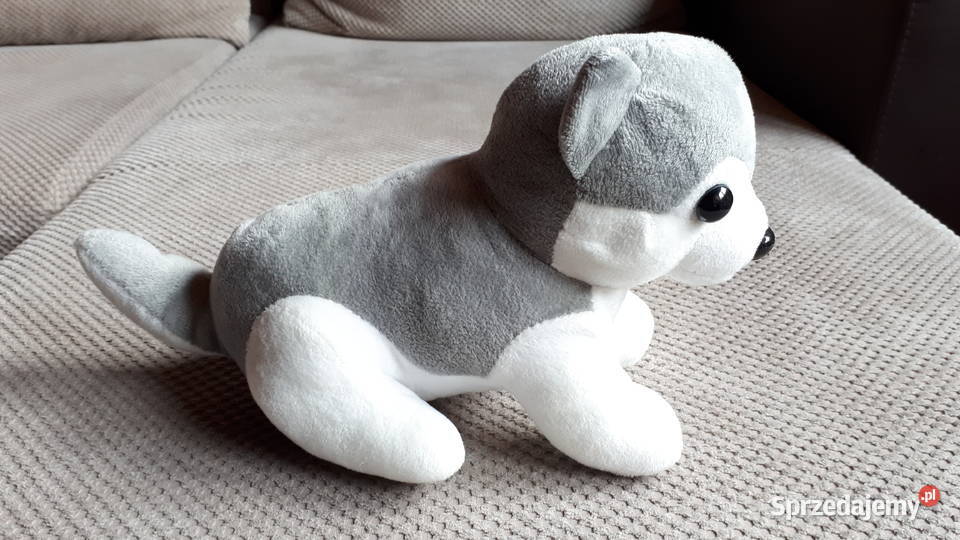 pluszowy piesek Kraków