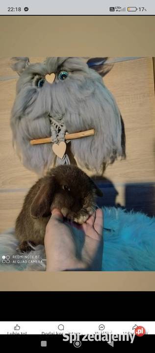 Mini lop karzełek Teddy lewek mini rex króliki Krosno sprzedam
