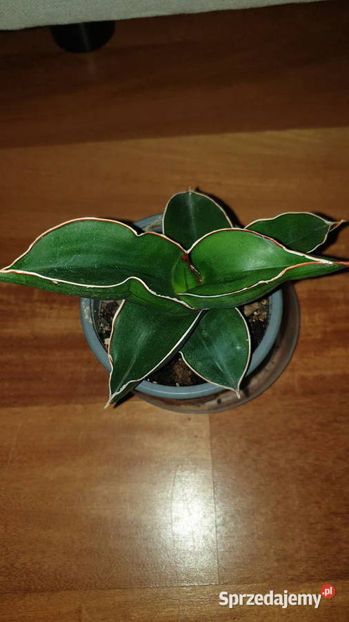 Sansewieria samuraj najprawdopodobniej mazowieckie Warszawa