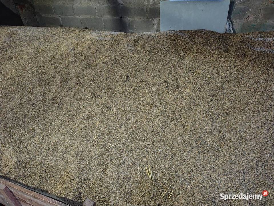 Sprzedam owies pszenicępszenżyto Kraśnik Górny sprzedam