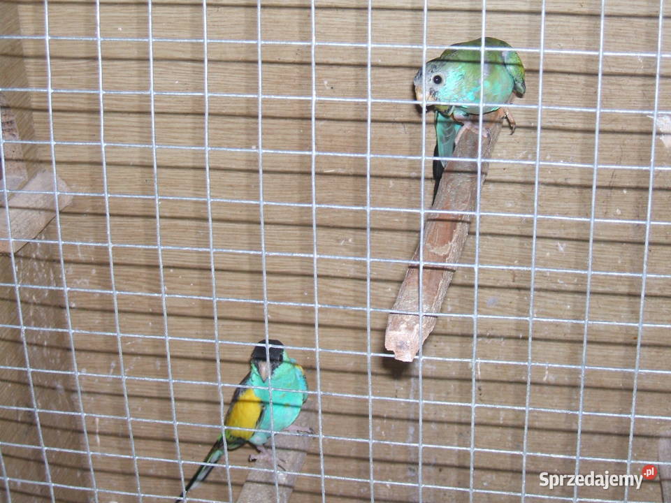 świergotka czarnogłowahudeta łódzkie Rozprza