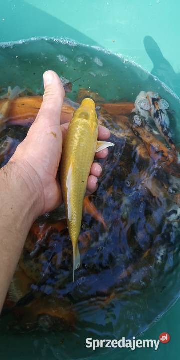 Narybek karpia Koi